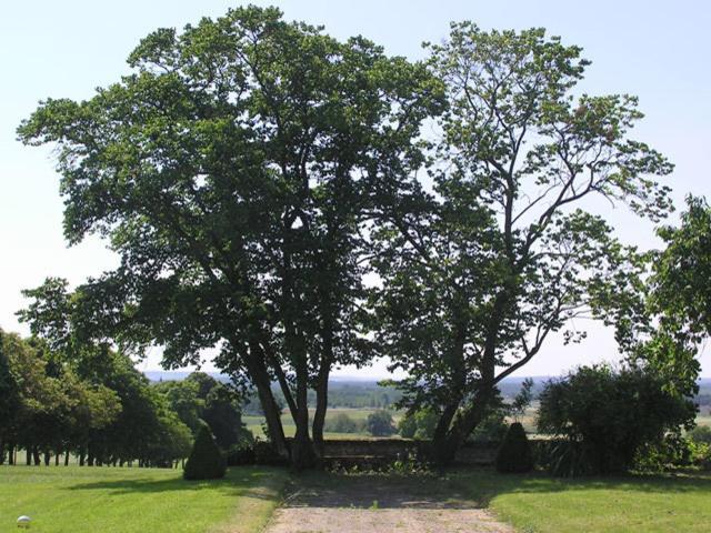 Chambres D'Hotes Le Chateau De La Plante Thure Luaran gambar